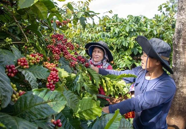 Nông dân trồng cà phê vui đón năm mới khi giá mặt hàng này liên tục tăng. Ảnh: Minh Đăng