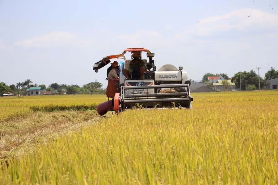 Mùa vàng trên vựa lúa Ea Súp.