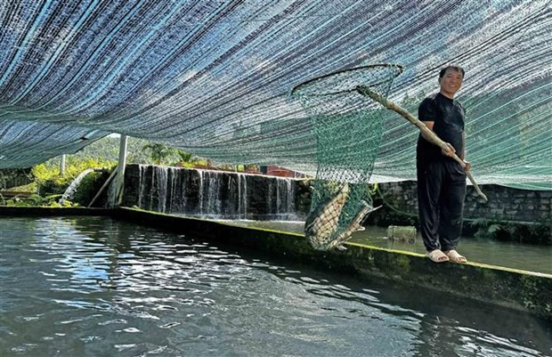 Một bể nuôi cá tầm chuẩn bị được thu hoạch của ông Huỳnh Ngọc Thu (xã Rô Men, huyện Đam Rông) với mức giá trung bình 200.000 đồng/kg. (Ảnh: Nguyễn Dũng/TTXVN)