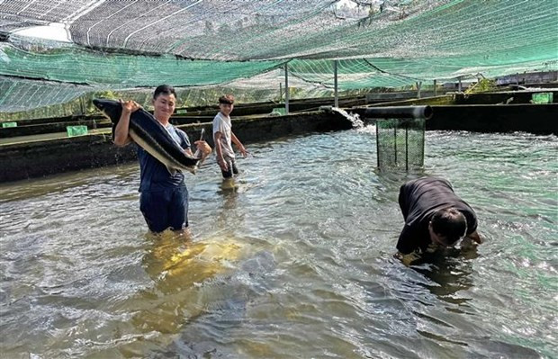 Bể nuôi cá giống của một hộ dân ở huyện Đam Rông với những con cá có thể nặng tới 40-50kg để cung cấp một phần cá giống cho người dân địa phương. (Ảnh: Nguyễn Dũng/TTXVN)