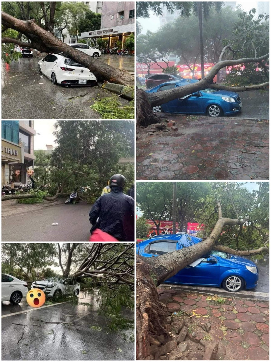 Cây đổ đè bẹp hàng loạt ô tô ở Hà Nội vào chiều 6-9. Ảnh do người dân chia sẻ