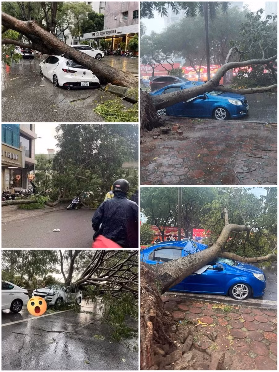 Cây đổ đè bẹp hàng loạt ô tô ở Hà Nội vào chiều 6-9. Ảnh do người dân chia sẻ Cây đổ đè bẹp hàng loạt ô tô ở Hà Nội vào chiều 6-9. Ảnh do người dân chia sẻ