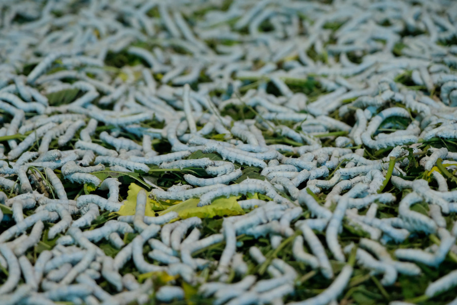 Con tằm có nhiệt độ cơ thể phụ thuộc vào nhiệt độ môi trường Con tằm có nhiệt độ cơ thể phụ thuộc vào nhiệt độ môi trường