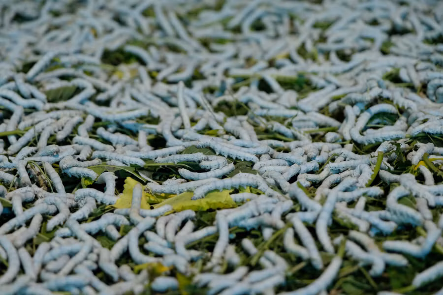 Con tằm có nhiệt độ cơ thể phụ thuộc vào nhiệt độ môi trường