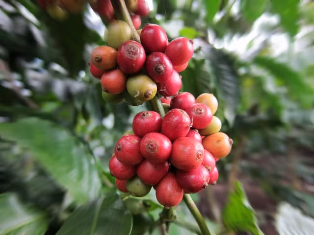 Giá cà phê đứt đà tăng. Ảnh: MINH ĐĂNG