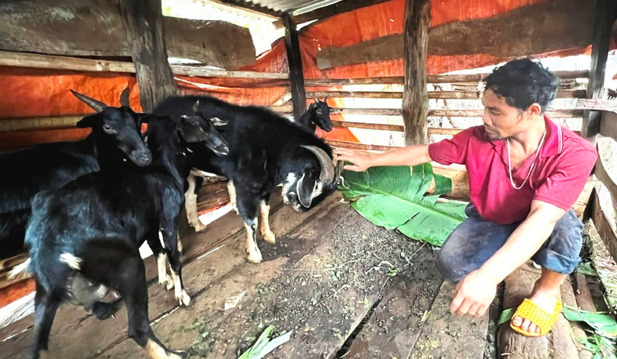 Anh Rơ Mah Déo (làng Sung, xã Ia Dơk, huyện Đức Cơ) chăm sóc đàn dê của gia đình. Ảnh: Đ.Y