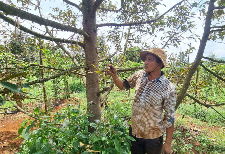 Vườn sầu riêng của gia đình ông Lê Anh Đàn (thôn 1, xã Ia Nhin, huyện Chư Păh) bị rụng hoa, quả non hàng loạt. Ảnh: S.P Vườn sầu riêng của gia đình ông Lê Anh Đàn (thôn 1, xã Ia Nhin, huyện Chư Păh) bị rụng hoa, quả non hàng loạt. Ảnh: S.P
