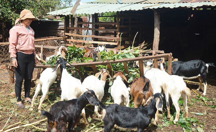 Nhiều hộ đồng bào dân tộc thiểu số đã vươn lên thoát nghèo nhờ thay đổi nếp nghĩ, cách làm. Ảnh: P.D Nhiều hộ đồng bào dân tộc thiểu số đã vươn lên thoát nghèo nhờ thay đổi nếp nghĩ, cách làm. Ảnh: P.D