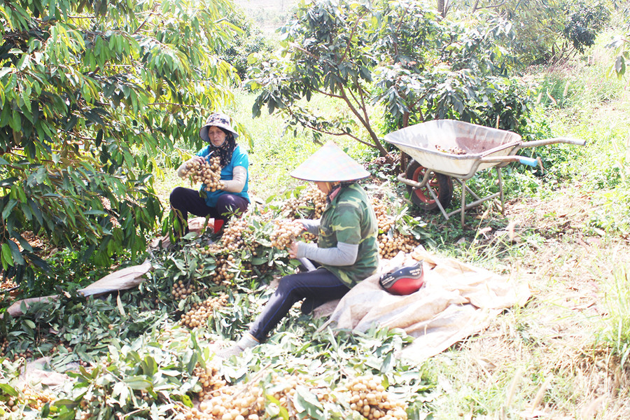 Thành viên Tổ hợp tác sản xuất nhãn Hương Chi theo tiêu chuẩn VietGAP của thôn 6C (xã Ia Hla, huyện Chư Pưh) thu hoạch nhãn. Ảnh: Nguyễn Diệp