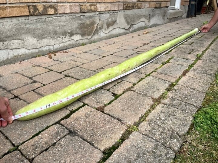 Quả bí này đang được giữ an toàn trong gara.(Ảnh: sudbury) Quả bí này đang được giữ an toàn trong gara.(Ảnh: sudbury)