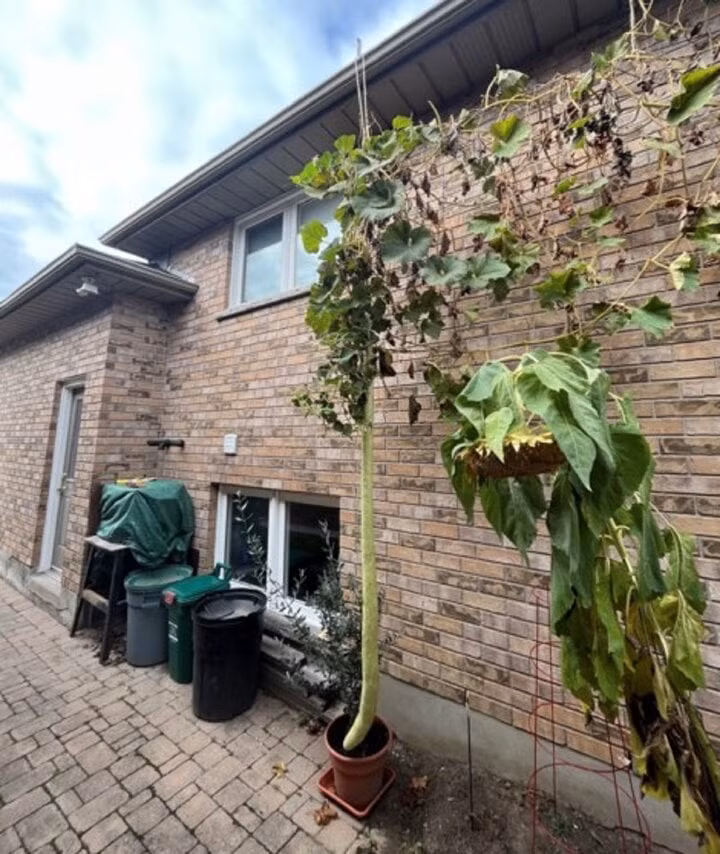 Quả bí xanh dài 2,56m. (Ảnh: sudbury) Quả bí xanh dài 2,56m. (Ảnh: sudbury)