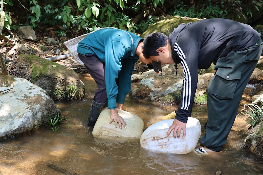 Khu vực trồng là đồi núi cao, người dân phải xuống suối để múc nước mang đi tưới sâm. Ảnh: HỮU PHÚC