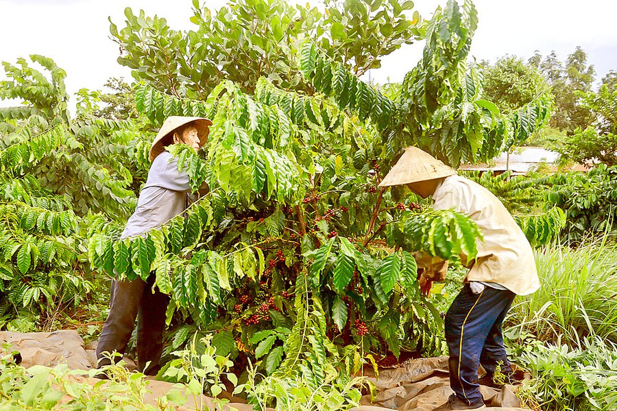 Nông dân tỉnh Gia Lai thu hoạch cà phê trong niên vụ 2023-2024 Nông dân tỉnh Gia Lai thu hoạch cà phê trong niên vụ 2023-2024