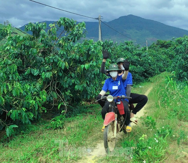 Thanh niên tình nguyện giúp người dân vặt chồi, làm cỏ cà phê ảnh 12
