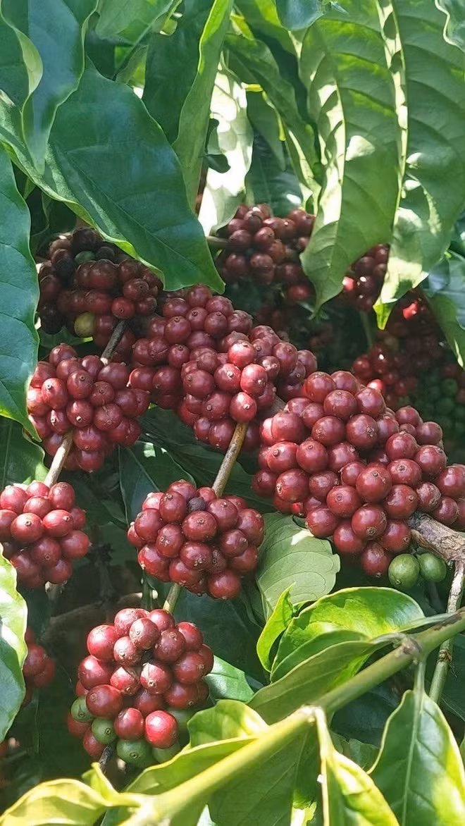 Càphê chín. (Ảnh: Hồng Điệp/TTXVN)