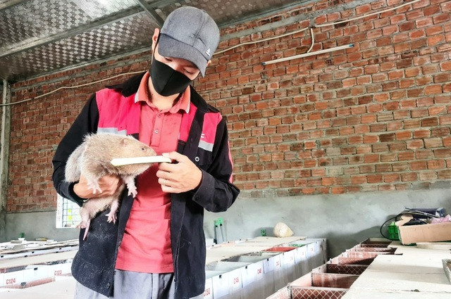 Anh Huỳnh Lê Việt kiểm tra, chăm sóc dúi trong trang trại của mình. Ảnh: MẠNH CƯỜNG Anh Huỳnh Lê Việt kiểm tra, chăm sóc dúi trong trang trại của mình. Ảnh: MẠNH CƯỜNG