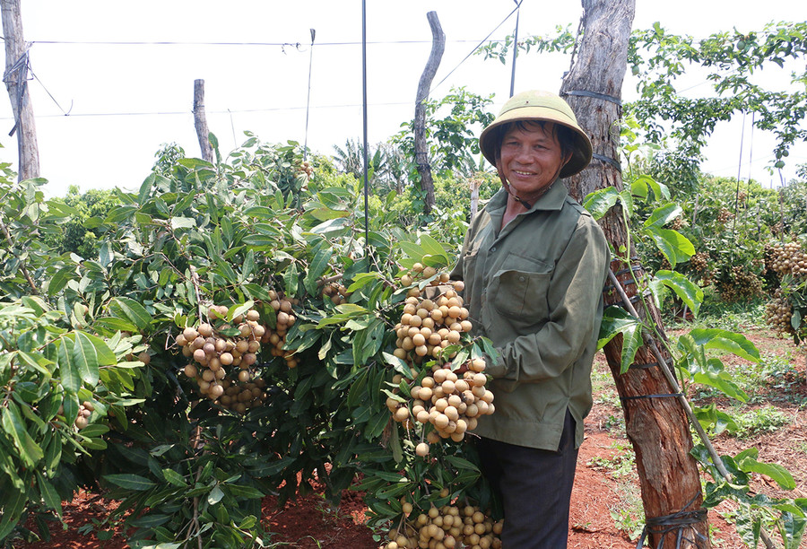 Vụ nhãn năm nay, gia đình ông Phạm Công Tới (thôn 5, xã Ia Pal) thu nhập khoảng 140 triệu đồng. Ảnh: Ngọc Sang Vụ nhãn năm nay, gia đình ông Phạm Công Tới (thôn 5, xã Ia Pal) thu nhập khoảng 140 triệu đồng. Ảnh: Ngọc Sang