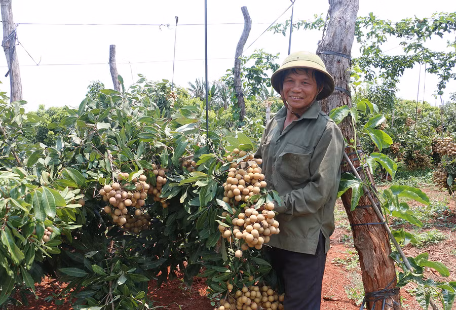 Vụ nhãn năm nay, gia đình ông Phạm Công Tới (thôn 5, xã Ia Pal) thu nhập khoảng 140 triệu đồng. Ảnh: Ngọc Sang