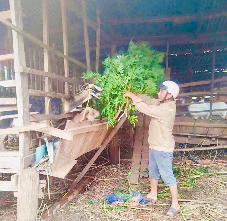 Anh Gur-Tổ trưởng Tổ liên kết chăn nuôi dê xã Ia Vê-cho đàn dê ăn. Ảnh: N.H Anh Gur-Tổ trưởng Tổ liên kết chăn nuôi dê xã Ia Vê-cho đàn dê ăn. Ảnh: N.H