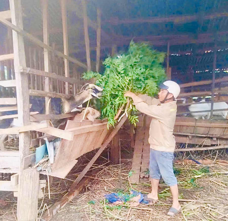 Anh Gur-Tổ trưởng Tổ liên kết chăn nuôi dê xã Ia Vê-cho đàn dê ăn. Ảnh: N.H