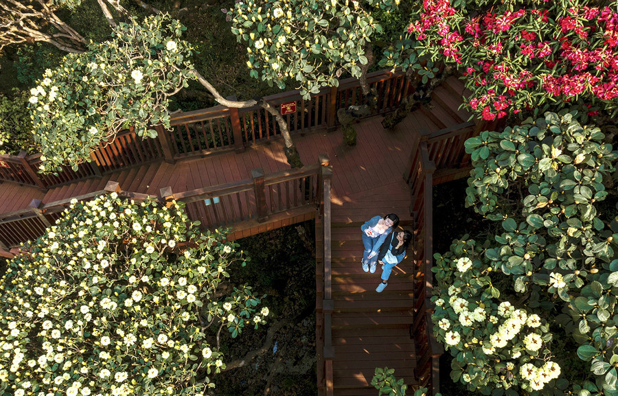 Nếu muốn đến gần hơn để ngắm trọn vẻ đẹp của hoa đỗ quyên, du khách có thể thả bước chân trên khung đường La Hán, đường hoa đỗ quyên, khu vực tượng Quan Thế Âm Bồ Tát, quanh khu vực Kim Sơn Bảo Thắng Tự trên đỉnh Fansipan