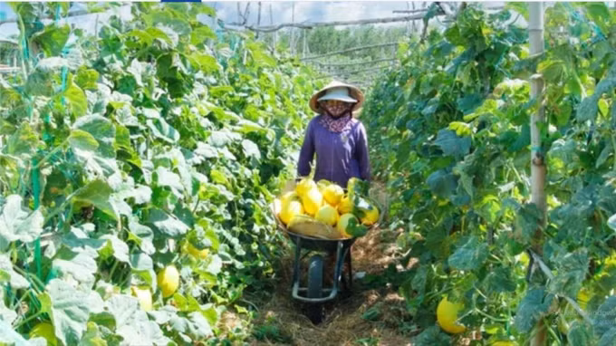 Nông dân tham gia mô hình nông nghiệp sinh thái