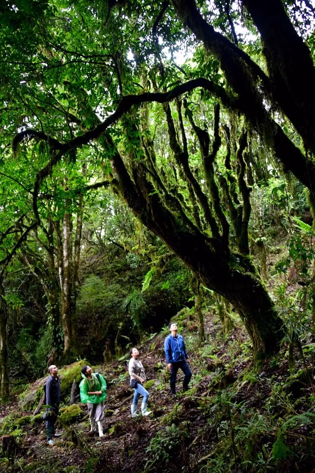 Cây trà nguyên sinh khoác kín áo rêu phong, đẹp vẻ hoang liêu nơi rừng già. Ảnh: THIÊN Ý