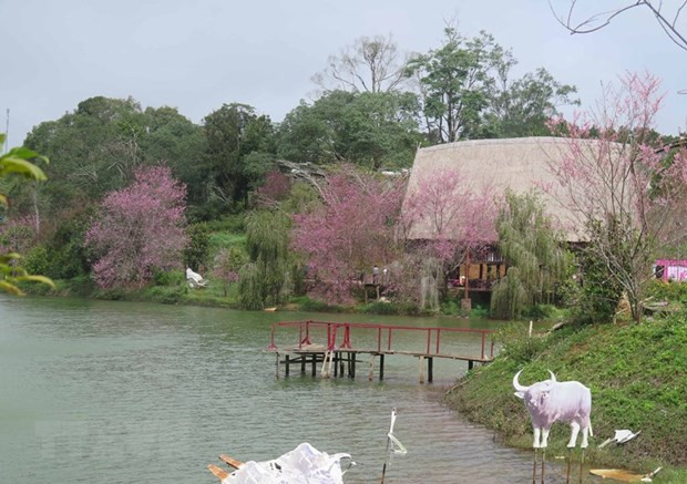 Hồ Đăk Ke - một địa điểm du lịch nổi tiếng tại thị trấn Măng Đen được phủ đầy hoa Mai Anh đào. (Ảnh: Dư Toán/TTXVN)