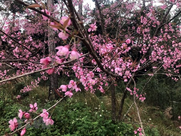 Hoa Anh đào tại thị trấn Măng Đen, huyện Kon Plông, tỉnh Kon Tum đồng loạt bung hoa, khoe sắc vào đúng ngày đầu Năm Mới 2022. (Ảnh: Khoa Chương/TTXVN)