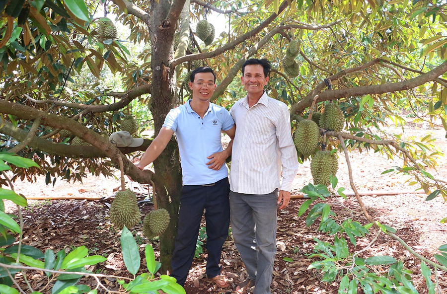 Theo anh Nguyễn Viết Bình-Giám đốc HTX Nông nghiệp hữu cơ Đại Ngàn, mỗi ha sầu riêng của các thành viên HTX thu được khoảng 400 triệu đồng trên năm. Ảnh: Quang Tấn Theo anh Nguyễn Viết Bình-Giám đốc HTX Nông nghiệp hữu cơ Đại Ngàn, mỗi ha sầu riêng của các thành viên HTX thu được khoảng 400 triệu đồng trên năm. Ảnh: Quang Tấn