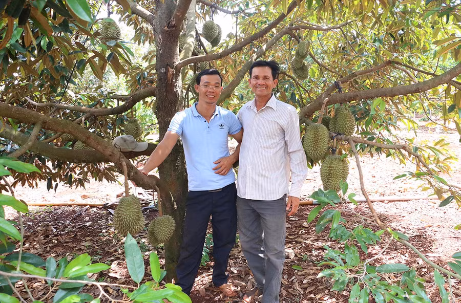 Theo anh Nguyễn Viết Bình-Giám đốc HTX Nông nghiệp hữu cơ Đại Ngàn, mỗi ha sầu riêng của các thành viên HTX thu được khoảng 400 triệu đồng trên năm. Ảnh: Quang Tấn