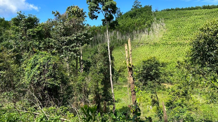 Lâm phần của Công ty TNHH MTV lâm nghiệp Ea Kar ở xã Cư Yang, huyện Ea Kar. Ảnh: VŨ LONG