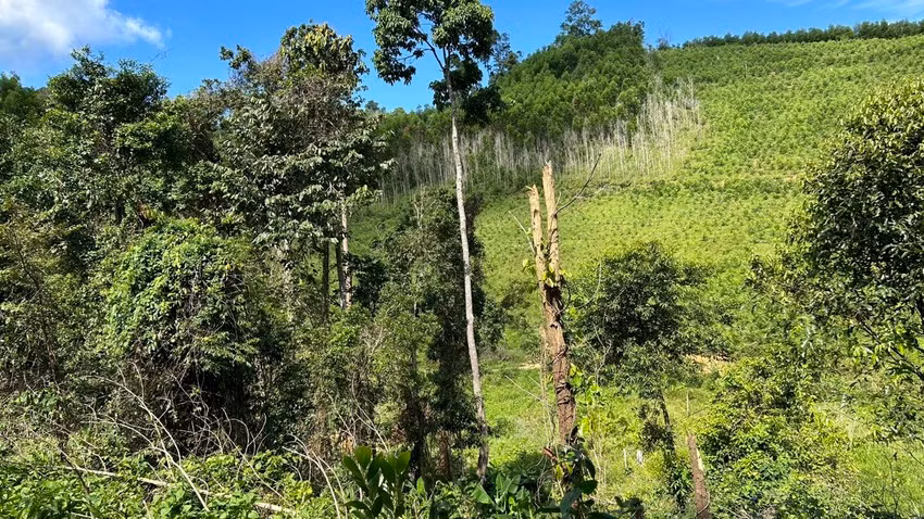 Lâm phần của Công ty TNHH MTV lâm nghiệp Ea Kar ở xã Cư Yang, huyện Ea Kar. Ảnh: VŨ LONG