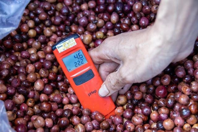 Trong 2 ngày liên tiếp giá cà phê thế giới tăng tới 201 USD, giá cà phê Tây nguyên cũng tăng từng giờ. Ảnh: MINH ĐĂNG Trong 2 ngày liên tiếp giá cà phê thế giới tăng tới 201 USD, giá cà phê Tây nguyên cũng tăng từng giờ. Ảnh: MINH ĐĂNG