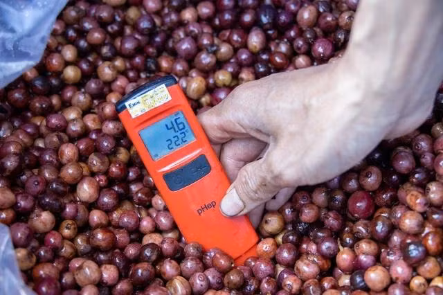 Trong 2 ngày liên tiếp giá cà phê thế giới tăng tới 201 USD, giá cà phê Tây nguyên cũng tăng từng giờ. Ảnh: MINH ĐĂNG