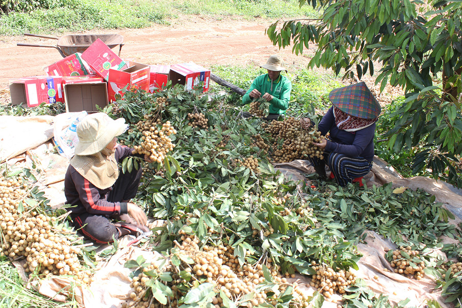 Người dân xã Ia Hla (huyện Chư Pưh) chuyển đổi hồ tiêu chết để liên kết trồng nhãn Hương Chi. Ảnh: Nguyễn Diệp