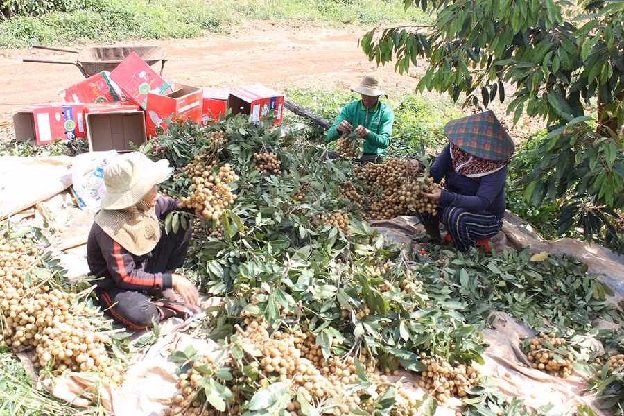 Người dân xã Ia Hla (huyện Chư Pưh) chuyển đổi hồ tiêu chết để liên kết trồng nhãn Hương Chi. Ảnh: Nguyễn Diệp