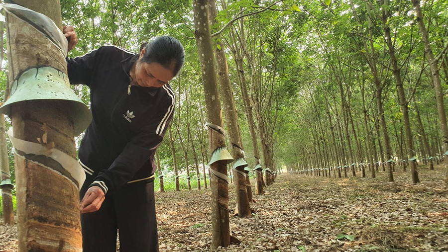 Bà Lê Thị Mậu bên vườn cao su xanh tốt. Ảnh: Thiên Di