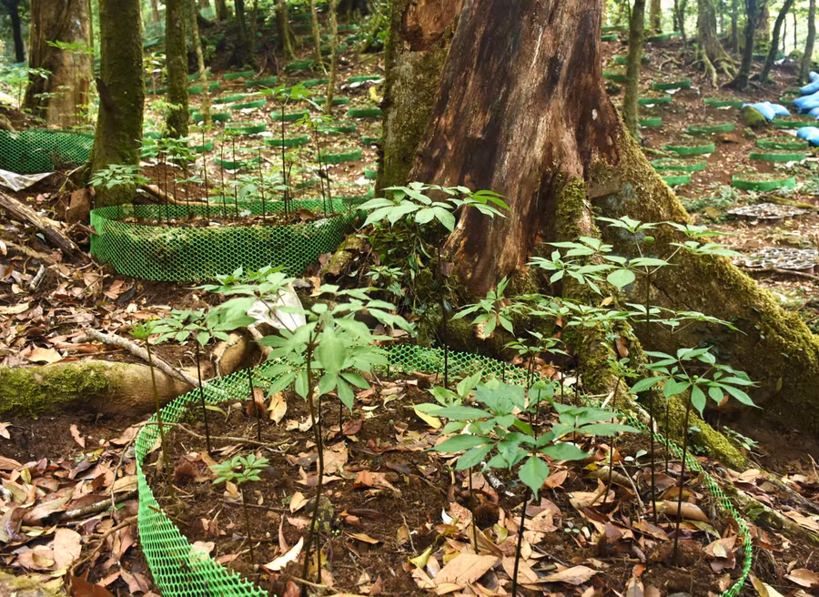 Huyện Tu Mơ Rông triển khai nhiều giải pháp bảo vệ thương hiệu sâm Ngọc Linh. Ảnh: PN