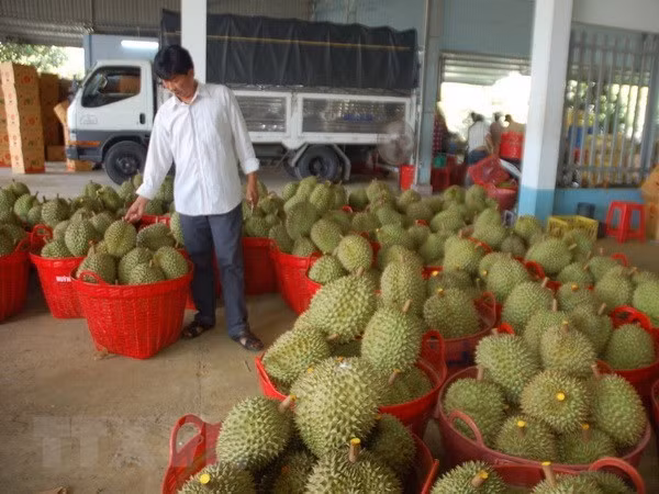 Thương lái thu mua sầu riêng ở xã Long Trung, huyện Cai Lậy, Bến Tre. (Ảnh: Minh Trí/TTXVN)