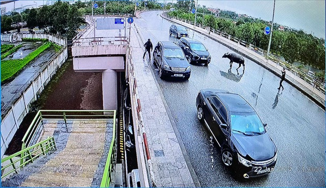 Nhân viên an ninh đuổi con trâu ra khỏi khu vực cấm Nhân viên an ninh đuổi con trâu ra khỏi khu vực cấm