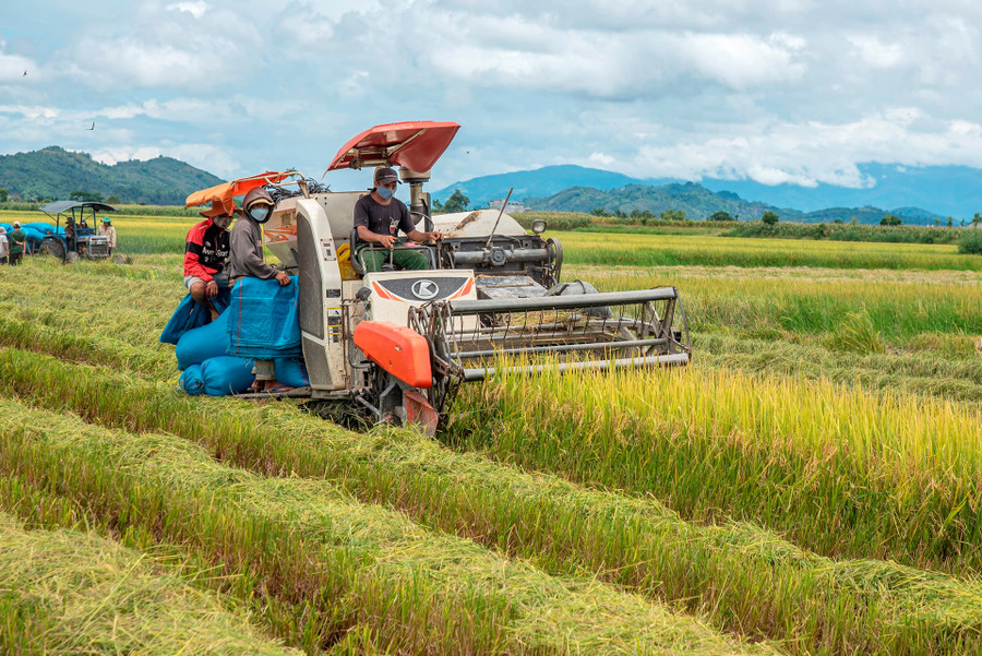Sản xuất lúa ở xã Buôn Choáh, huyện Krông Nô. (Ảnh: Đinh Thanh Hải)