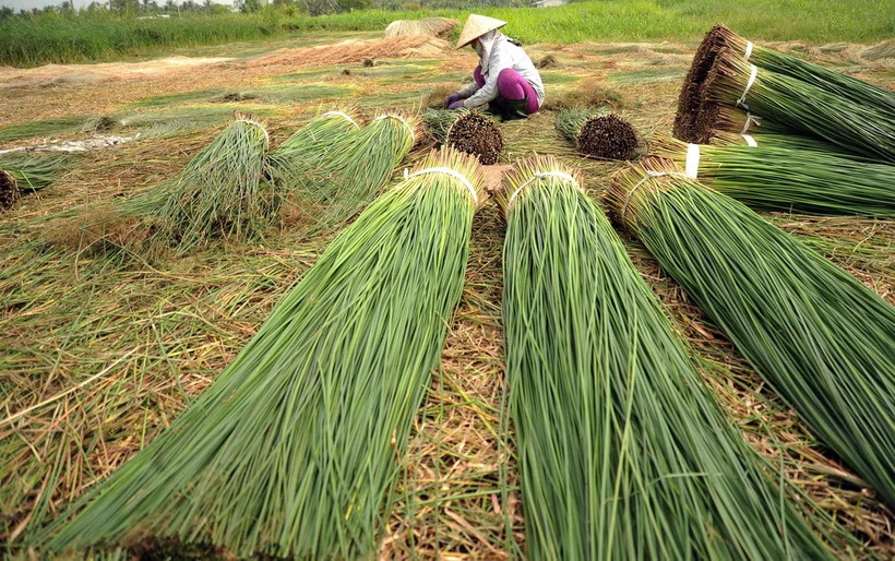 Phân loại lác sau khi thu hoạch. (Ảnh: An Hiếu/TTXVN) Phân loại lác sau khi thu hoạch. (Ảnh: An Hiếu/TTXVN)