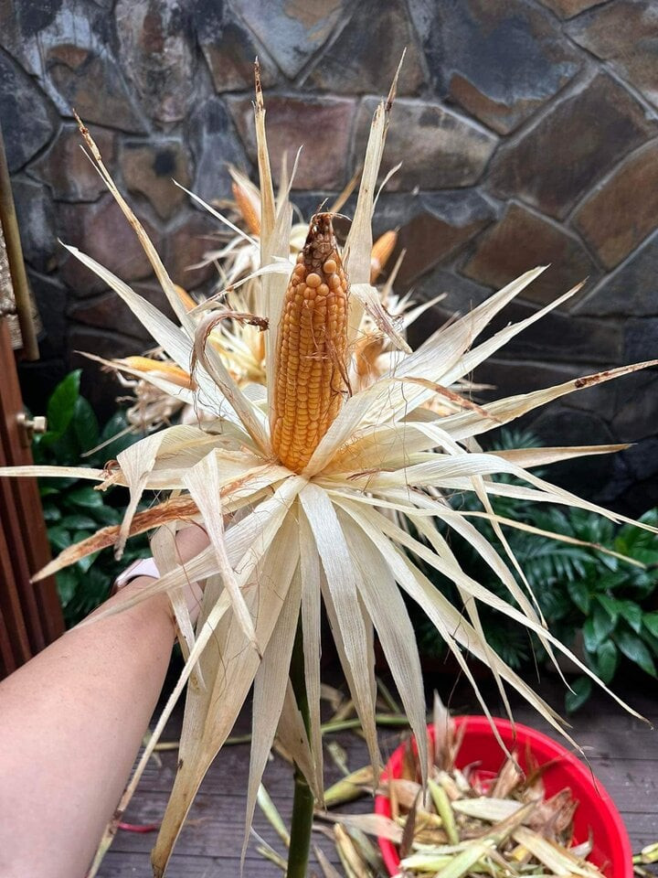 Trước khi được cắm vào bình, bắp ngô phải còn dính liền với thân cây và vỏ của bắp ngô phải được tạo hình giống như những cánh hoa. (Ảnh chụp Facebook) Trước khi được cắm vào bình, bắp ngô phải còn dính liền với thân cây và vỏ của bắp ngô phải được tạo hình giống như những cánh hoa. (Ảnh chụp Facebook)