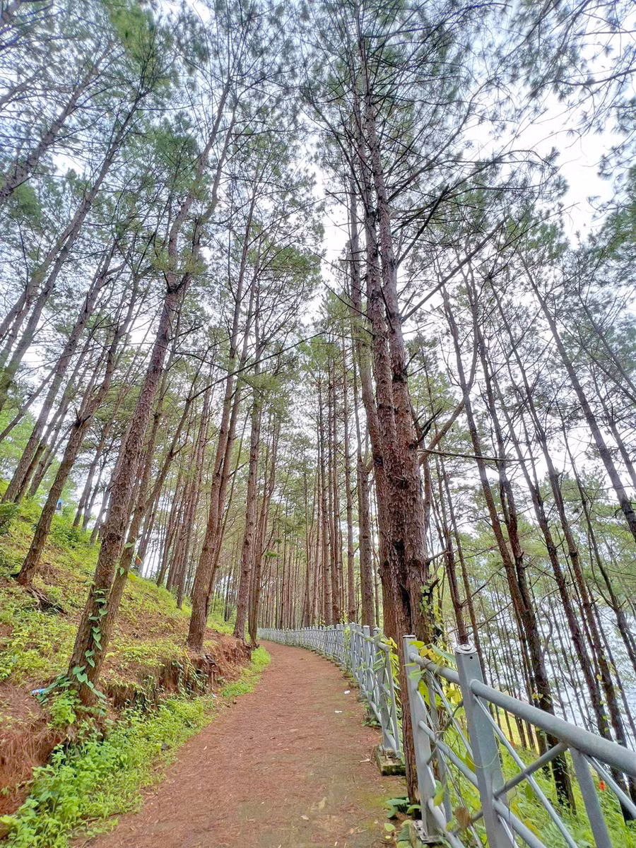 Người Bahnar và người Jrai đều gọi cây thông, gỗ thông là “ngo”. Ảnh: Nguyên Võ