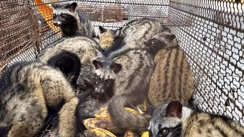 Việc nhập khẩu động vật hoang dã được thực hiện theo quy định của pháp luật hiện hành và Điều ước quốc tế mà Việt Nam là thành viên.