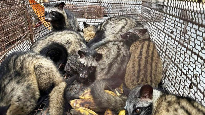 Việc nhập khẩu động vật hoang dã được thực hiện theo quy định của pháp luật hiện hành và Điều ước quốc tế mà Việt Nam là thành viên.