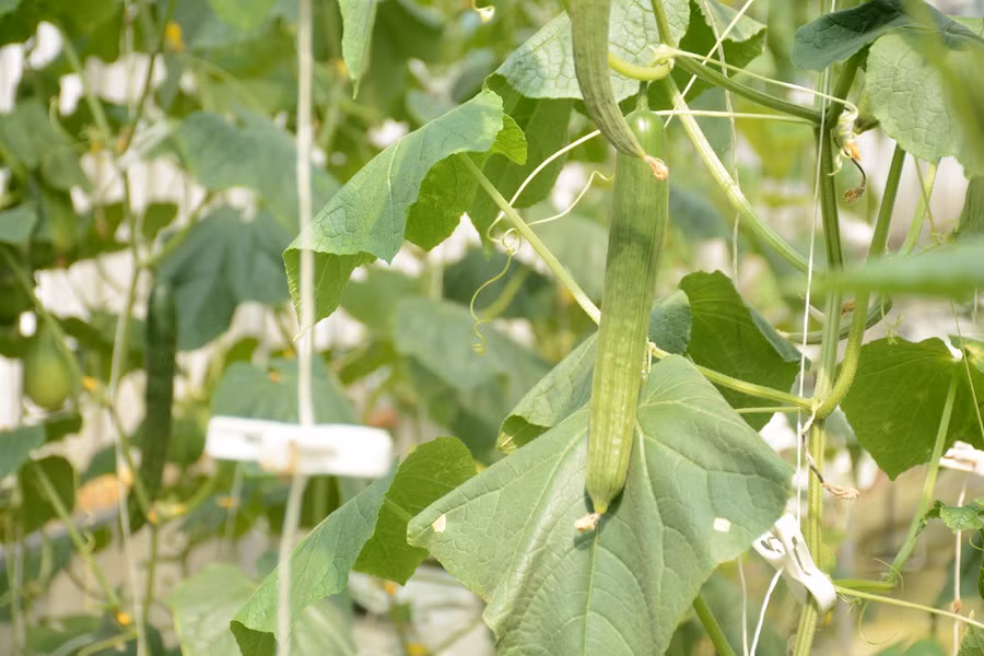 Dưa leo ra trái sau 45 ngày. Ảnh: TẤN ĐẠT