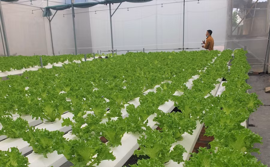 Chị Phượng áp dụng hệ thống thủy canh cho rau. Ảnh: TẤN ĐẠT