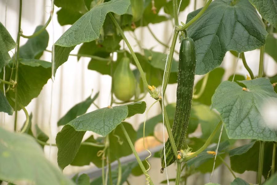 Dưa leo giống Mỹ. Ảnh: TẤN ĐẠT